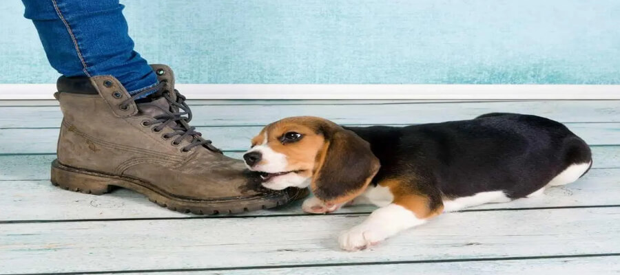 "How to Stop Your Puppy from Nipping and Biting: Effective Training Strategies"